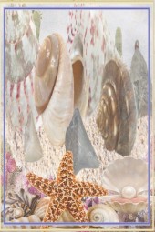 Sea shells 2