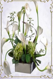 Calla lilies 2