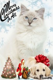 Merry Christmas to all...to cats and dogs too!