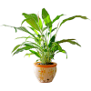 декор - Plants - 
