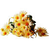 цветы - Pflanzen - 