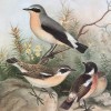 1880s bird print - Illustrations - 