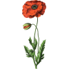 1890s poppy illustration - Nature - 