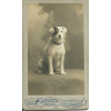 1890s terrier Drinkwater photographer - Animais - 