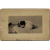 19th century puppy photo spot - Zwierzęta - 