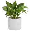 5-Inch White Ceramic Round Succulent Plant Pot, Small Flower Planter with Diamond Texture - 植物 - $24.99  ~ ¥167.44