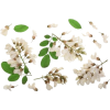 Acacia Flowers - Uncategorized - 