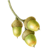 Acorn - Biljke - 