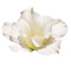 Flower Cvijet - Rośliny - 