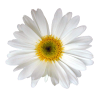Flower Cvijet - Pflanzen - 