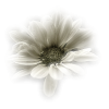 Flower Cvijet - Plants - 