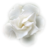 Flower Cvijet - Rośliny - 