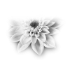 Flower Cvijet - Piante - 