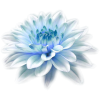 Flower Cvijet - Rastline - 