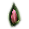 Flower Cvijet - Pflanzen - 
