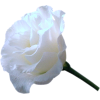 Rose Ruža - Pflanzen - 