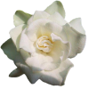 Rose Ruža - Растения - 
