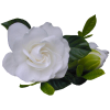 Rose Ruža - Rastline - 