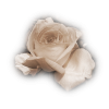 Rose Ruža - Biljke - 