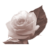 Rose Ruža - Biljke - 