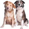 Aidi dogs (Atlas mountain dogs) - Animais - 