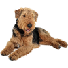Airedale Terrier - Animales - 