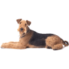 Airedale Terrier - Animais - 