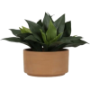 Aloe - Plants - 