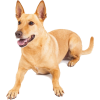 American Dingo - Animales - 