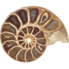 Ammonite - Natural - 