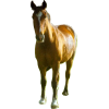 horse - Animales - 