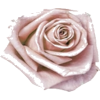 Antique Rose - Rośliny - 