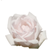 Antique rose - Rośliny - 