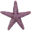 Morska zvijezda - Ilustracije - 