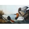 Audubon Aquatint, Canvas Backed Duck - Przedmioty - 