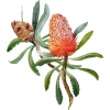 Australian Banksia Flower - Natural - 