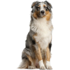 Australian Shepherd - 動物 - 