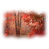 Autumn10 - Nature - 
