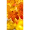 Autumn Leaves Background - Ozadje - 
