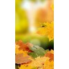 Autumn Leaves Background - Ozadje - 