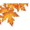 Autumn Leaves - Pflanzen - 
