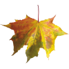 Autumn Leaves - Rośliny - 