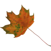 Autumn Leaves - Plantas - 