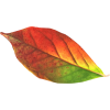 Autumn Leaves - Plants - 