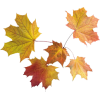 Autumn Leaves - 植物 - 
