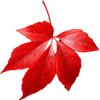 Autumn Leaves - Plants - 