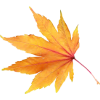 Autumn Leaves - 植物 - 