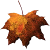 Autumn Leaves - Rastline - 
