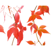Autumn Leaves - Rastline - 