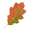 Autumn Leaves - Plantas - 